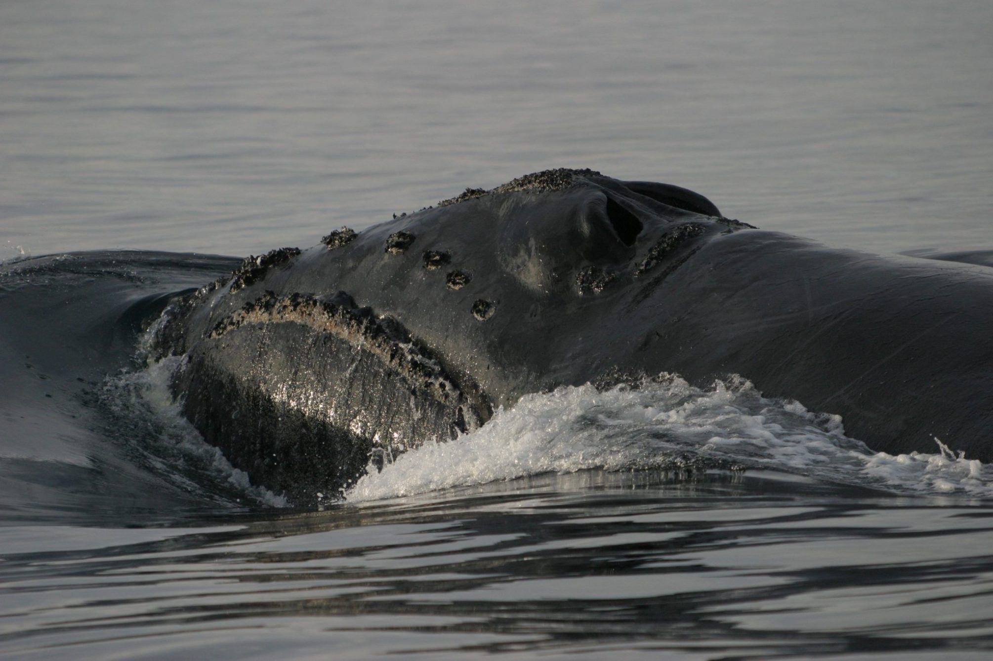 4 Of The World’s Rarest Whales - Eagle Wing Tours