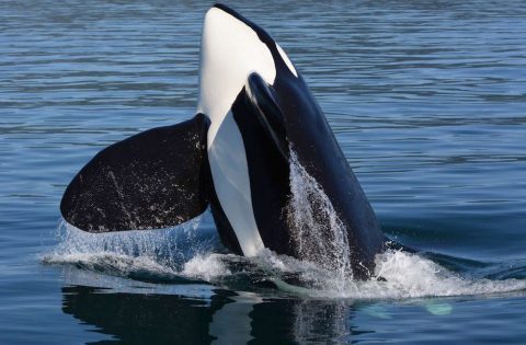 Gallery - Killer Whales - Eagle Wing Tours